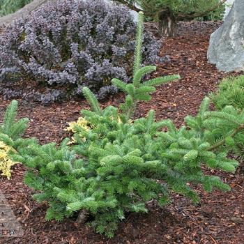 Abies fraseri 'Prostrata'