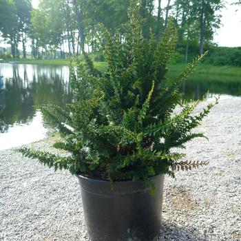 Chamaecyparis obtusa 'Filicoides' 