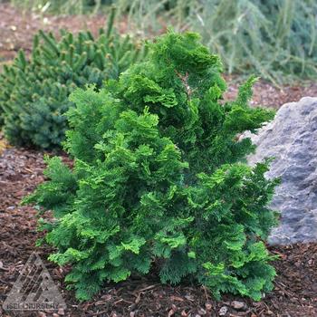 Chamaecyparis obtusa 'Flabelliformis'