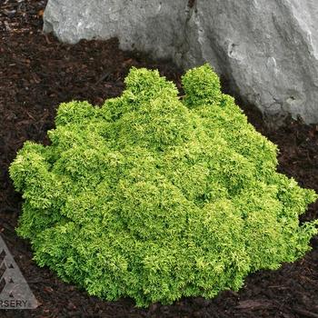 Chamaecyparis obtusa 'Golden Sprite' 