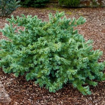 Larix kaempferi 'Wolterdingen'