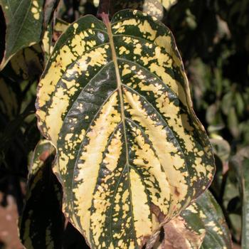 Cornus nuttallii 'Goldspot' 