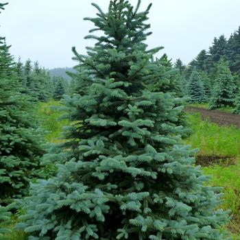 Picea pungens 'Kaibab' 