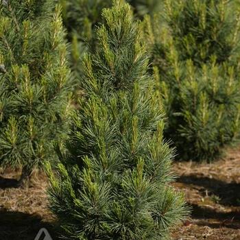 Pinus cembra 'Blue Mound'