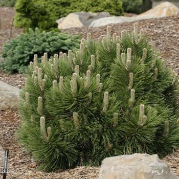 Pinus nigra 'Strypemonde' 