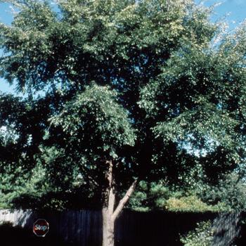 Ulmus 'Morton Plainsman' 