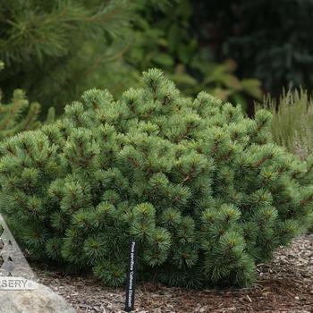 Pinus parviflora 'Catherine Elizabeth'