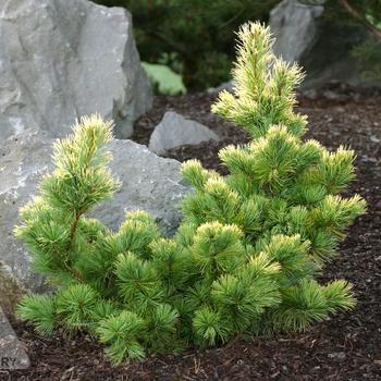 Pinus parviflora 'Goldilocks' 