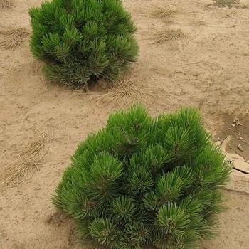 Pinus resinosa 'Don Smith' 