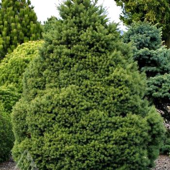 Pseudotsuga menziesii 'Little Jon' 