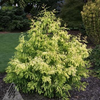 Taxodium distitchum 'Peve Yellow' 