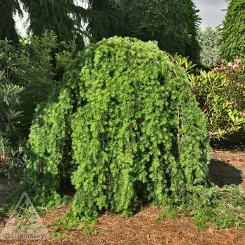 Tsuga caroliniana 'LaBar's Weeping'