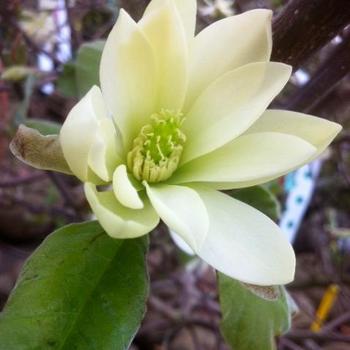 Magnolia stellata 'Gold Star'