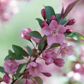 Malus 'Kelsey' 