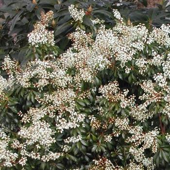 Pieris japonica 'Spring Snow' 