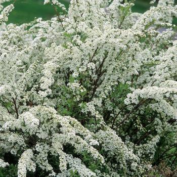 Spiraea x arguta 'Compacta' 