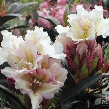 Rhododendron 'Victoria's Consort' 