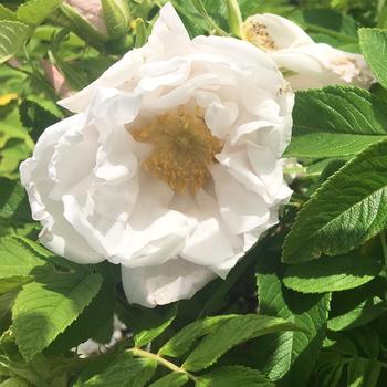 Rosa 'Pristine Pavement' 