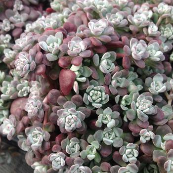 Sedum spathulifolium 'Carnea' 