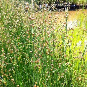 Juncus torreyi