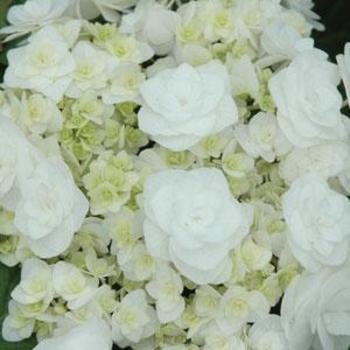 Hydrangea macrophylla 'Dancing Snow' PP21052