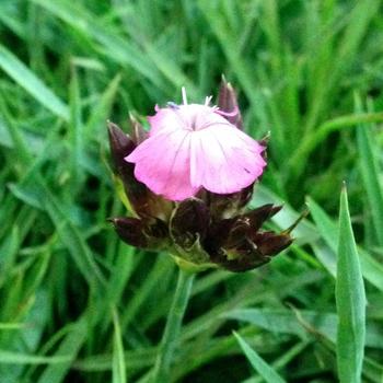 Dianthus carthusianorum