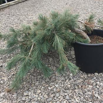 Pinus flexilis 'Prostrata'