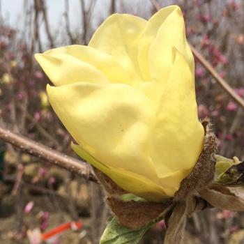 Magnolia 'Golden Gala'