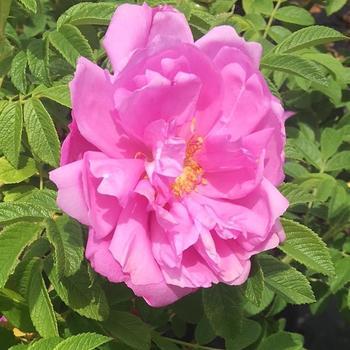 Rosa 'Showy Pavement'