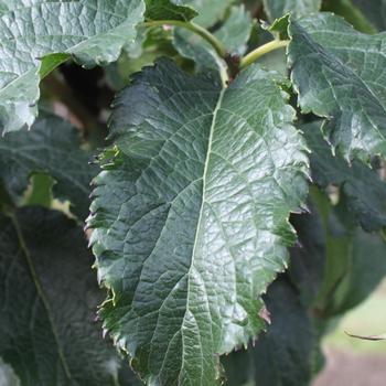 Eucommia ulmoides 'Emerald Pointe'