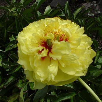 Paeonia 'Yellow Crown'