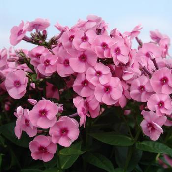 Phlox paniculata 'Pixie Twinkle' 