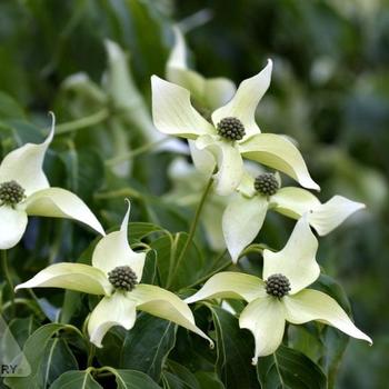 Cornus kousa 'China Girl' 