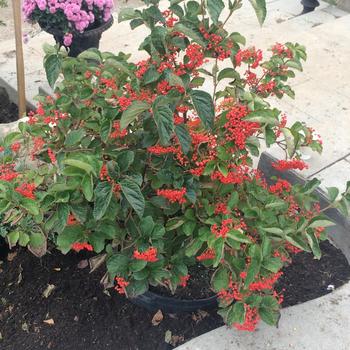 Viburnum wrightii 'C. A. Hildebrandt'