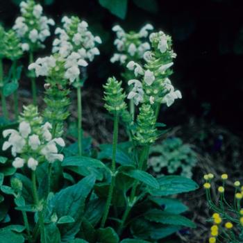 Prunella grandiflora 'Alba' 