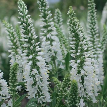 Veronica spicata 'Baby White' 