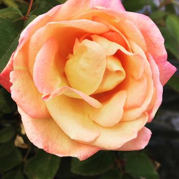 Rosa 'Radmor' PP19433