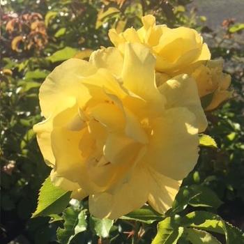 Rosa 'Yellow Blaze' 