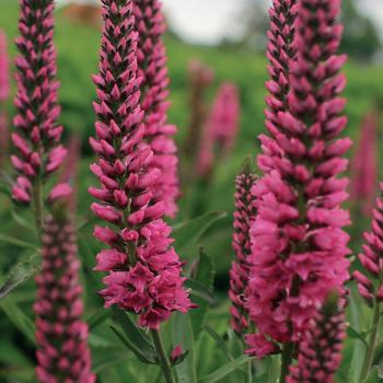 Veronica spicata 'Baby Red' 