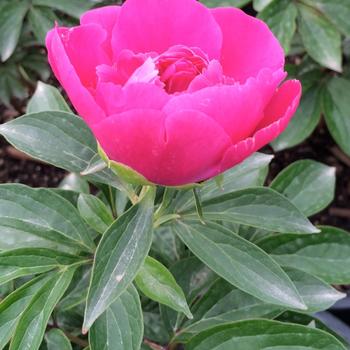 Paeonia 'Athens' 