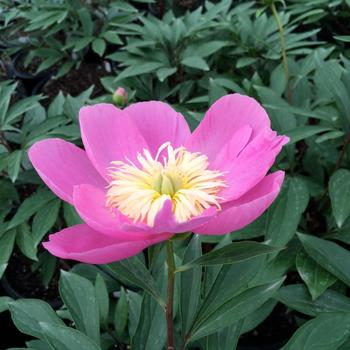 Paeonia 'Kiev'