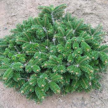 Abies balsamea 'Verkade's Prostrate' 