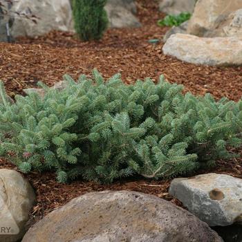 Abies koreana 'Blue Whistle (Blauer Pfiff)' 