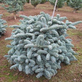 Abies procera 'Glauca' 