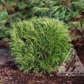 Chamaecyparis pisifera 'Angel Hair' 