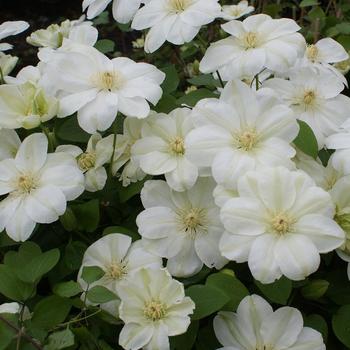 Clematis 'Mary-Claire' 