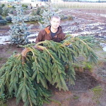 Picea abies 'Glauca Pendula (Big Wave)' 