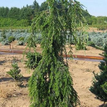 Tsuga canadensis 'Kelsey's Weeping' 