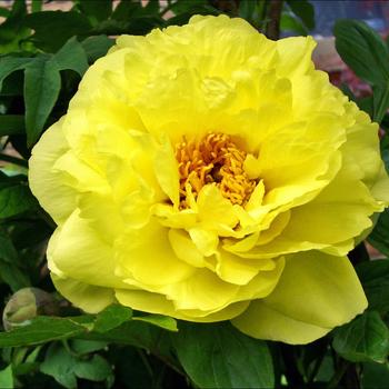 Paeonia suffruticosa