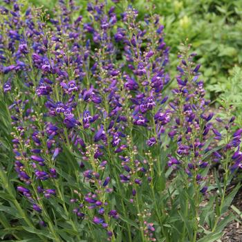 Penstemon schmidel 'Delft Blue Riding Hood' PP23065